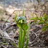 _17C8491 Greenhood Orchid 2